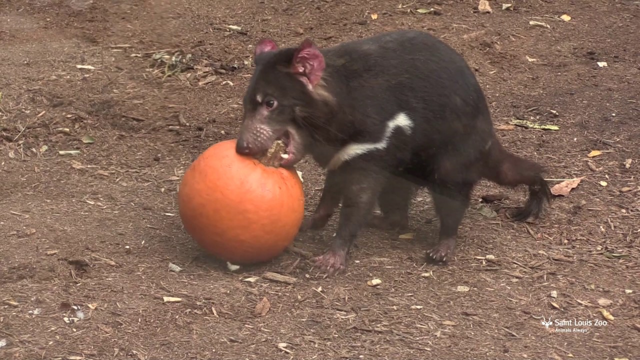 Tasmanian devils vs. pumpkins on Halloween at Saint Louis Zoo