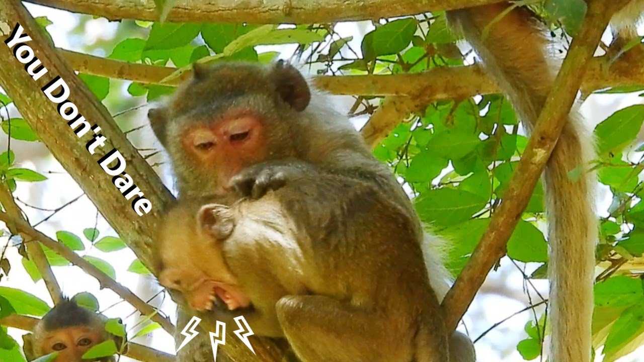 Oh God ! Hurt By Bite Strong, Poor Monkey Janna Crying Seriously Cos Mom Jane Warning Don't Be Dare