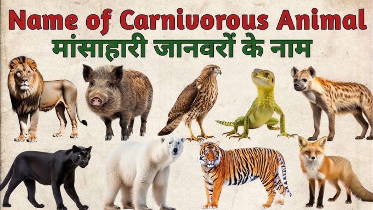 20 मांसाहारी जानवरों के नाम सीखें | Scavenger Animals Name | Learn Scavenger Animals for Kids