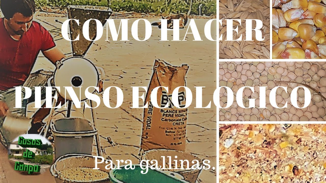 Como hacer pienso para gallinas ponedoras ecológico