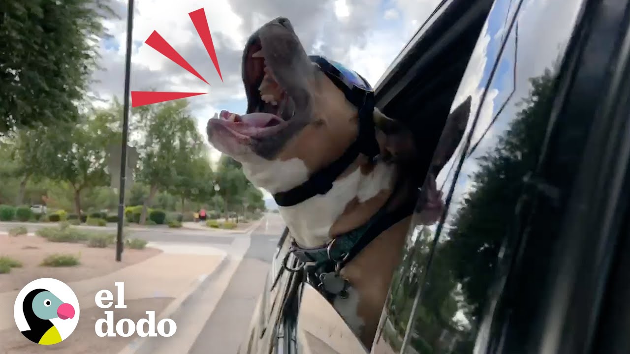 Pit bull rescatado grita como una persona cuando está feliz | Puro Pitbull | El Dodo