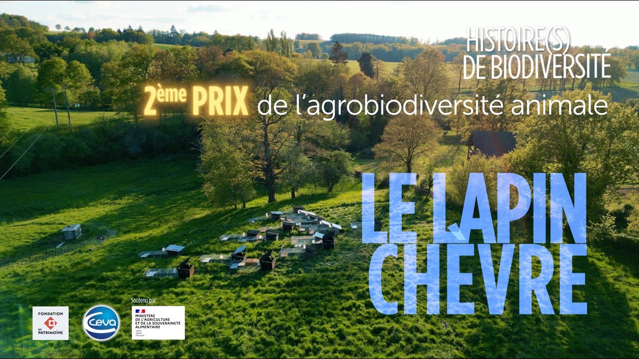 2ème Prix de l'agrobiodiversité animale : Le lapin Chèvre