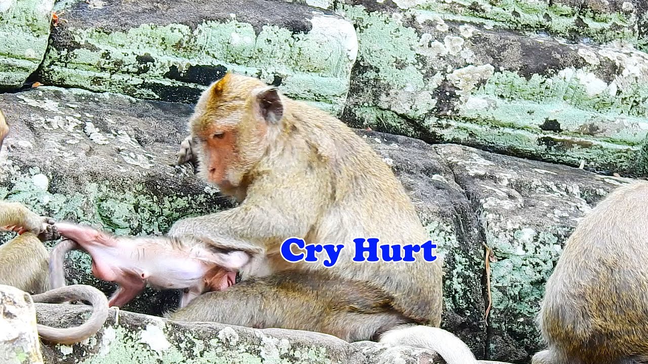 Mia jealous with sister Mira and push Mira out of milk, Mia lost milk and warm care cos of Mira.