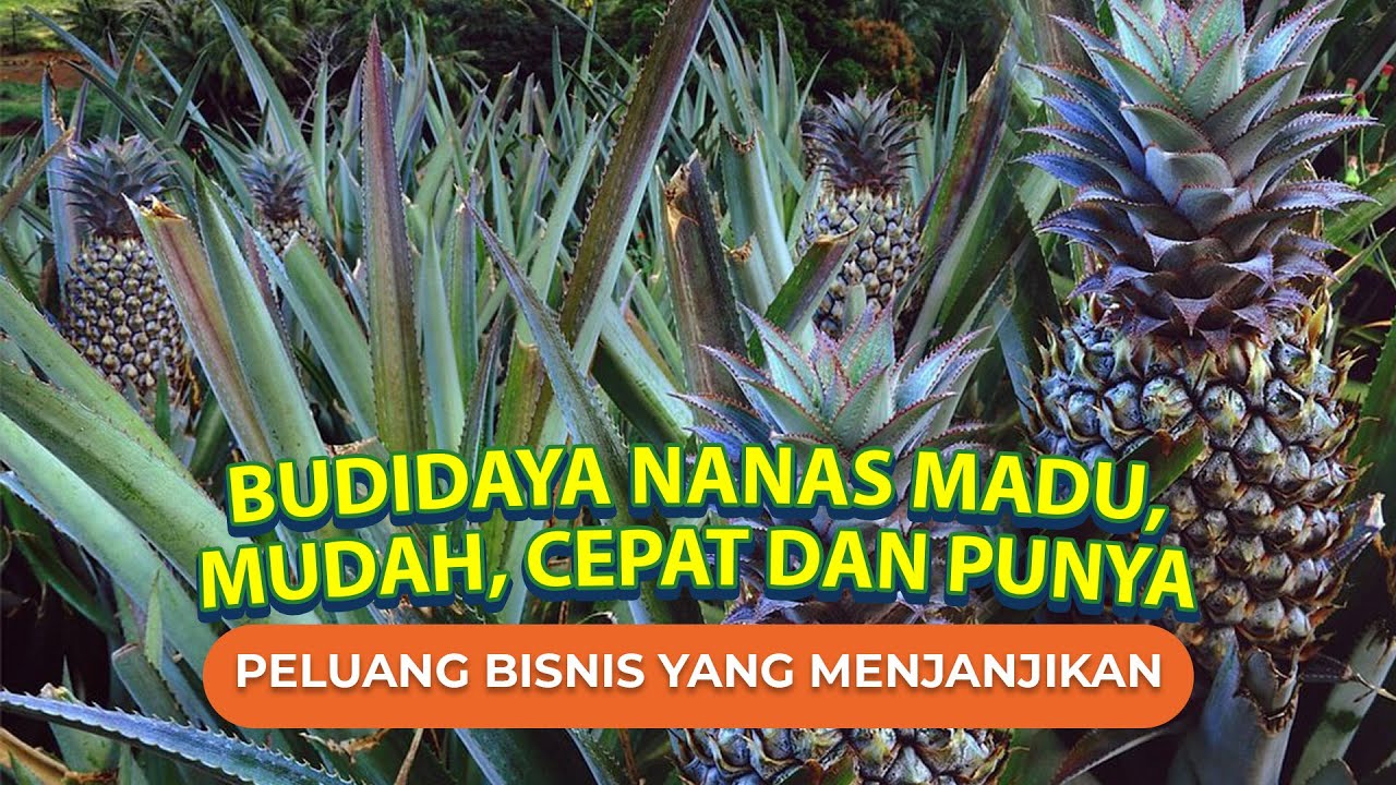 Cara Budidaya Nanas Madu untuk Pemula