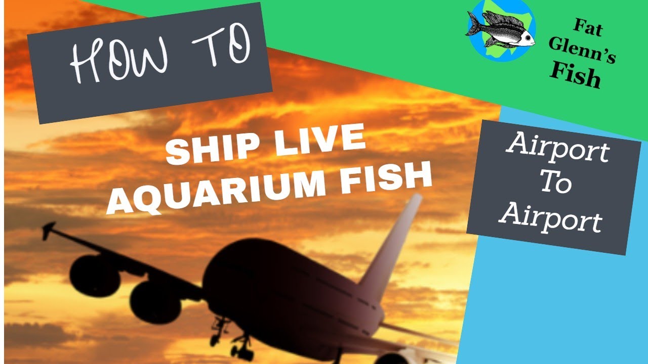 How To Ship Live Aquarium Fish Airport To Airport