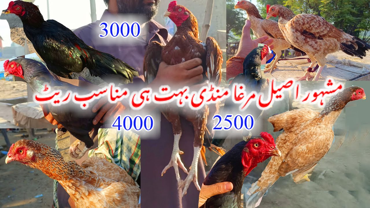 🐓Laliya Mandi New Update Laliya Ki Mashoor Mandi Khobsort Murga Murgiya #vlog #aseellovers #aseel