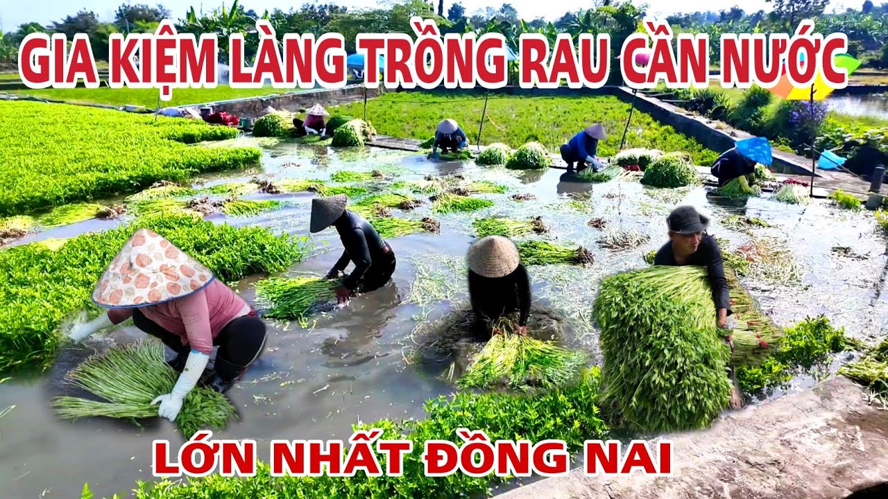 ĐỘC ĐÁO LÀNG GIA KIỆM VÙNG TRỒNG RAU CẦN NƯỚC LỚN NHẤT ĐỒNG NAI .#giakiệm #rau #cầnnước 