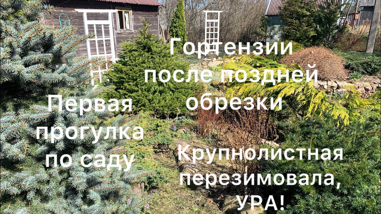 ПРОГУЛКА ПО САДУ. МЕТЕЛЬЧАТЫЕ ГОРТЕНЗИИ ПОСЛЕ ПОЗДНЕЙ ОБРЕЗКИ. Отлично перезимовала крупнолистная