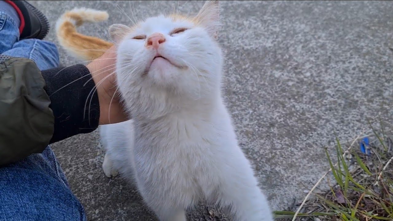 Cute Pregnant Cat approaches me and asks me to be friends with her.