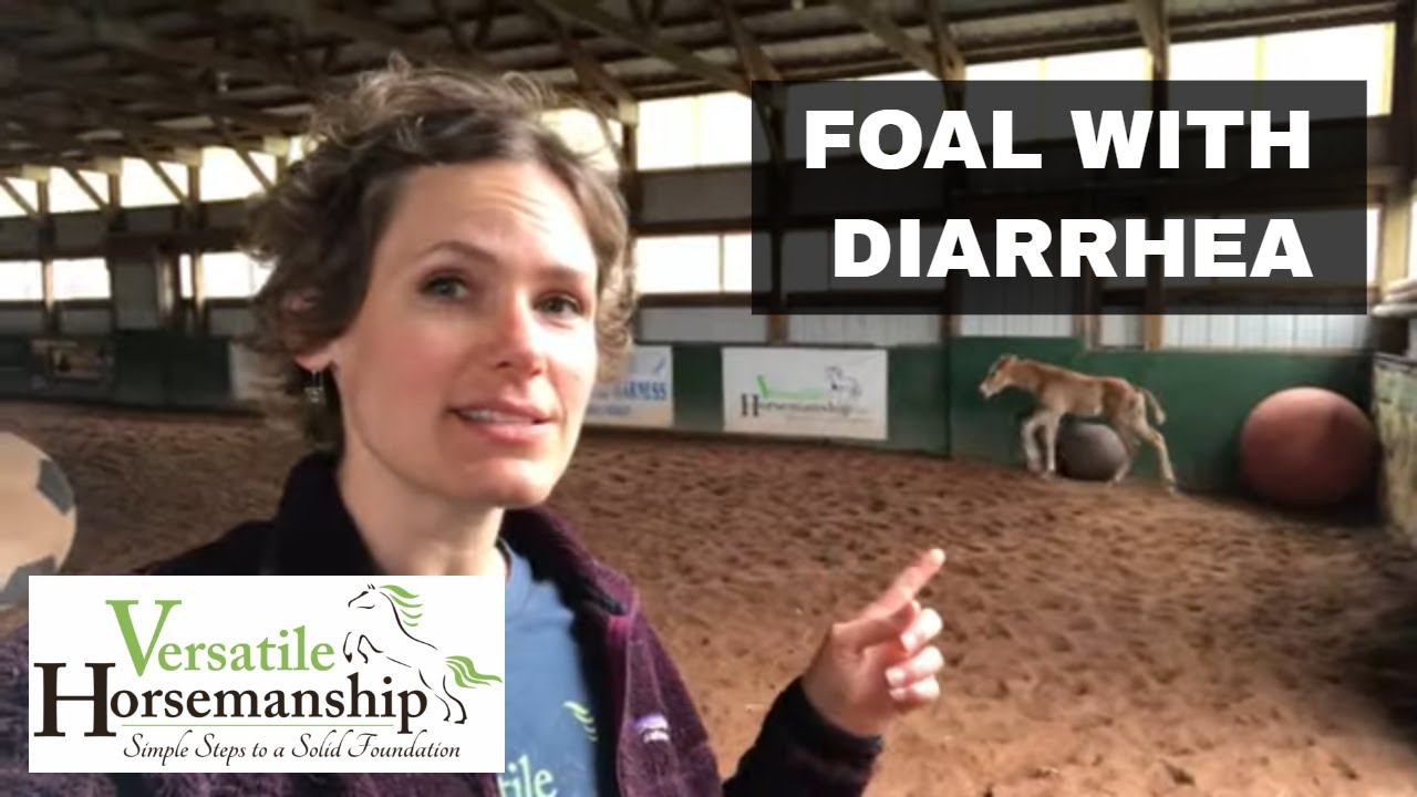 Foal With Diarrhea - What To Do // Versatile Horsemanship