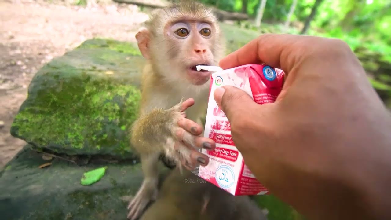Abandoned monkey Baila tries to f ight with Binky, Tinky grabs milk 🍼 I'm feed milk & water to them