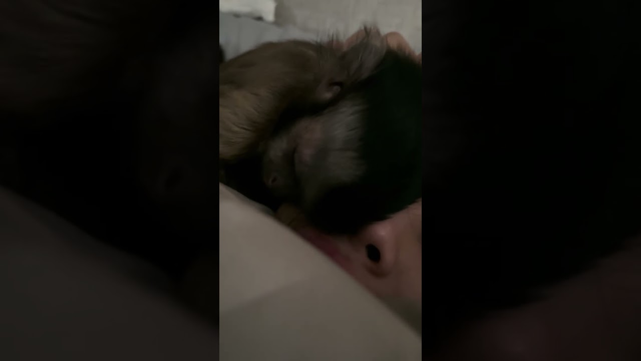 Our capuchin monkey Genie love to sleep till late every day!