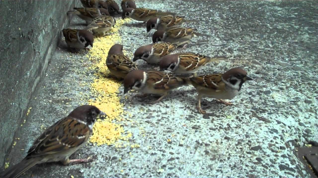 スズメレストラン　Tree Sparrow Restaurant