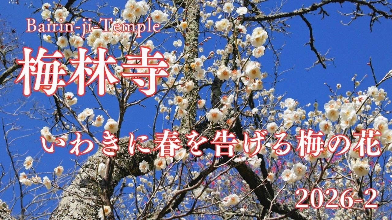 梅林寺　いわき市梅の名所に咲く紅梅白梅