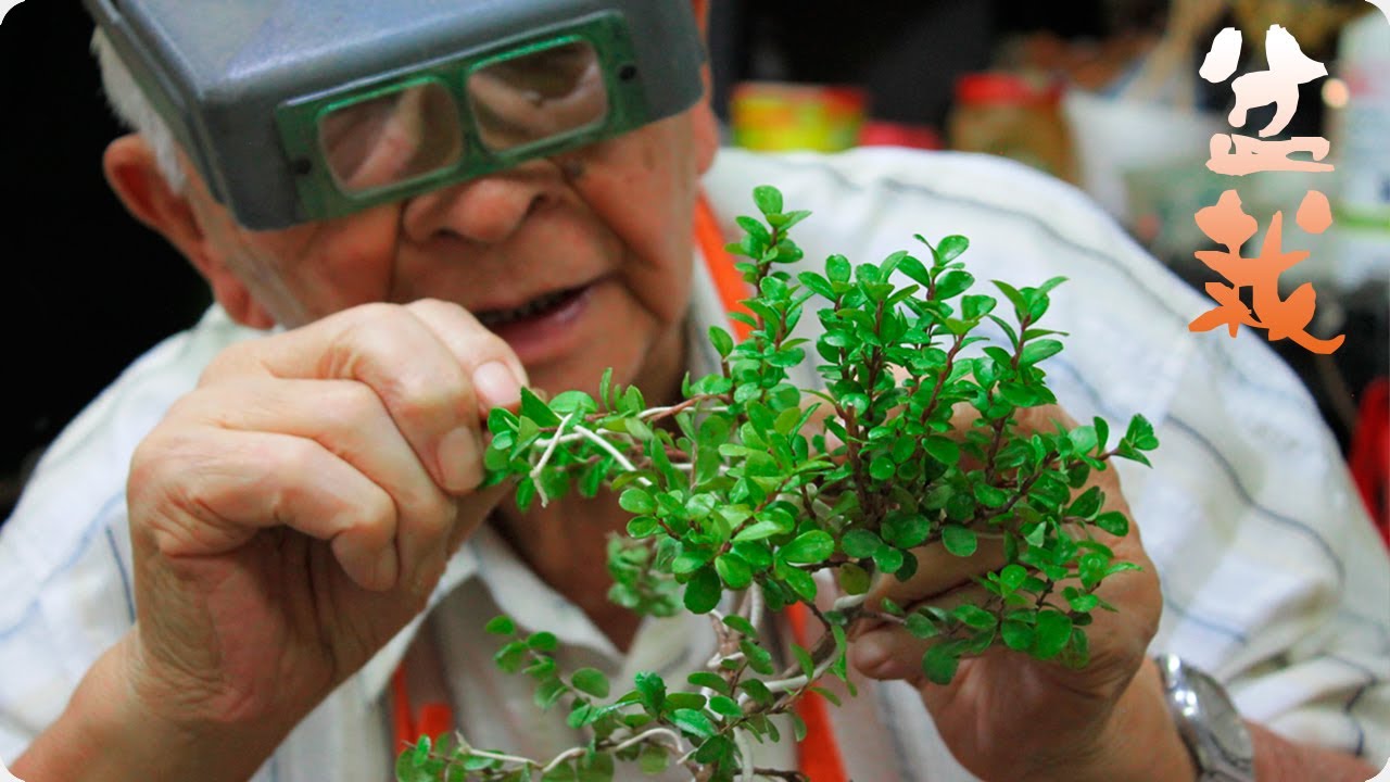 🌲 Cómo hacer un Bonsai DESDE CERO