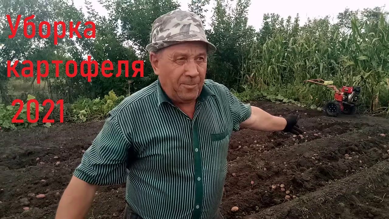 Уборка картошки 2021. Мотоблок ЗУБР. Новая суперкопалка