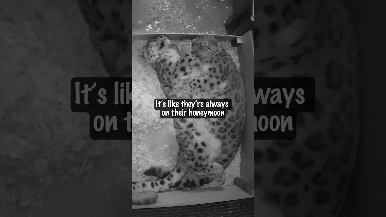 Caught on Camera: Two Snow Leopards Share a Midnight Cuddle 🐾❤️