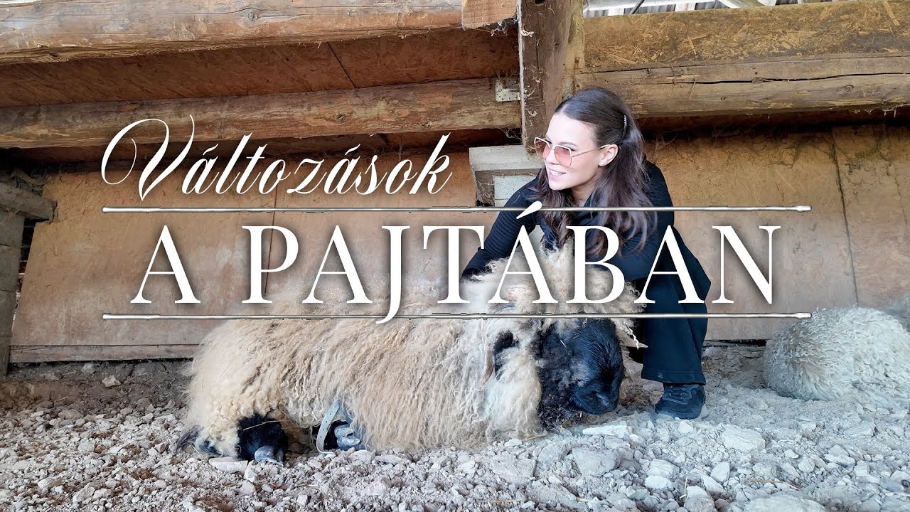 Felújítás, földmunkák & új karám | Molnár Miléna