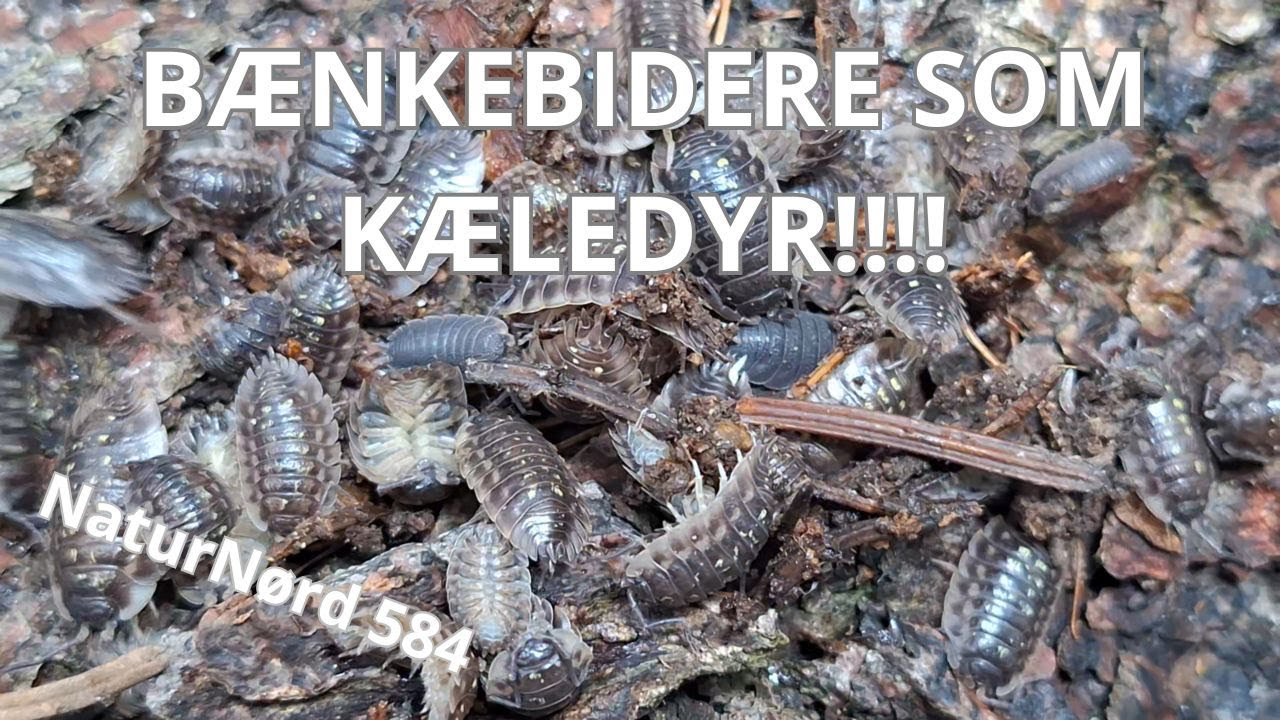 BÆNKEBIDER TERRARIE - SUPER NEMT