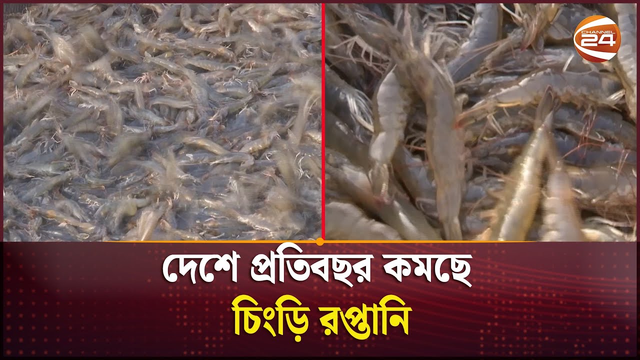 চিংড়ি রপ্তানিতে হতাশার চিত্র! | Shrimp Export | Channel 24