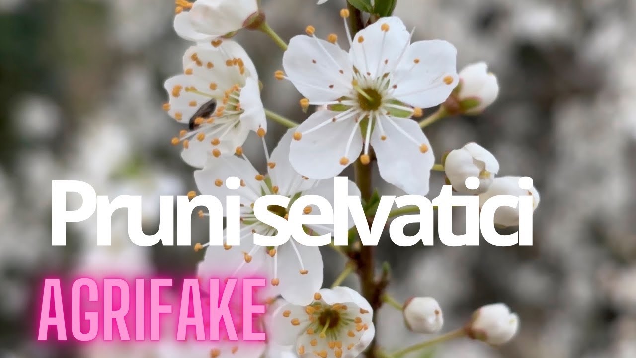 I PRUNI SELVATICI: PRUGNOLO (Prunus spinosa) E MIRABOLANO (Prunus cerasifera)