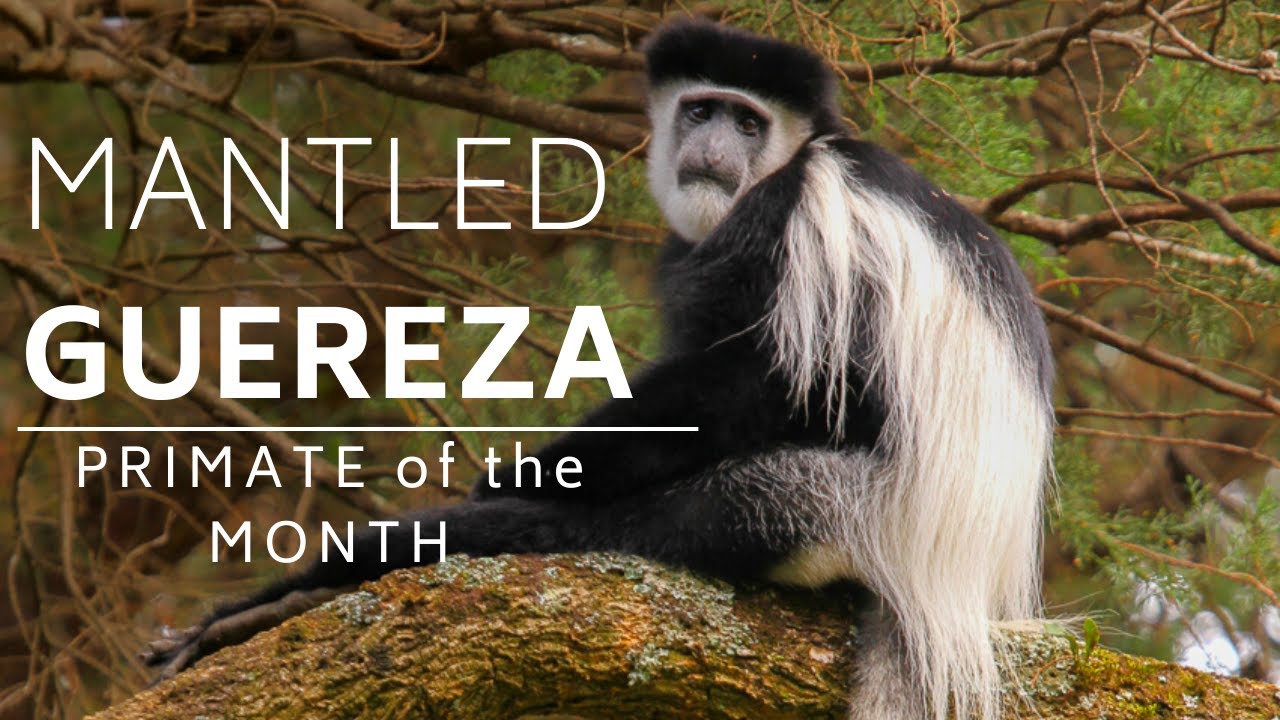 October PRIMATE of the MONTH: Mantled Guereza