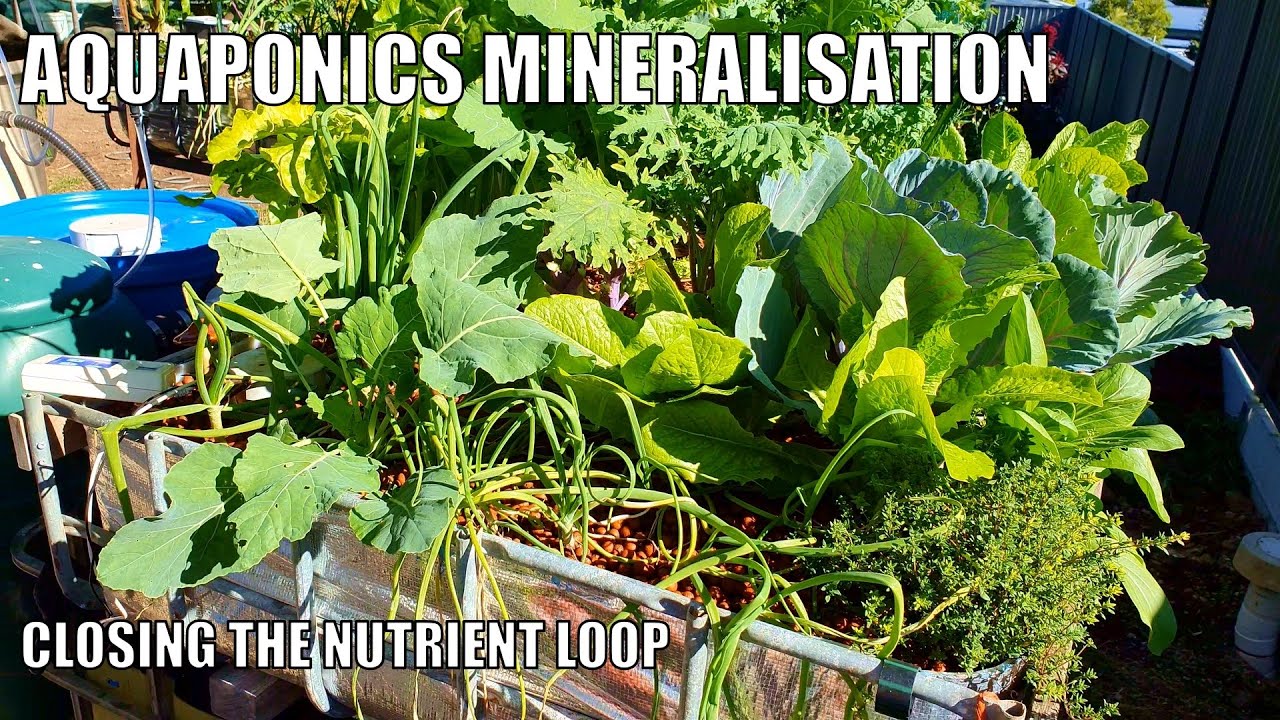 Обновление минерализационного резервуара и системы аквапоники Aquaponics