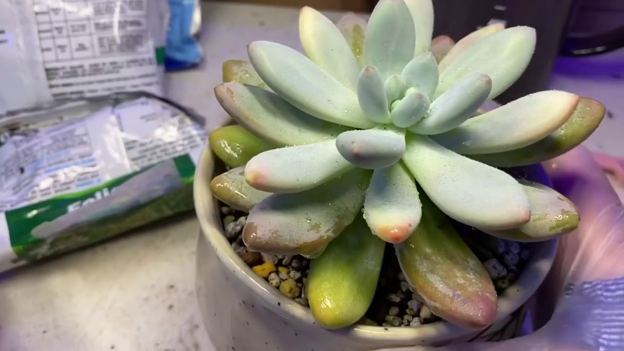Let’s talk about FUNGICIDES AND HOW TO PROPERLY USE THEM! Part 2