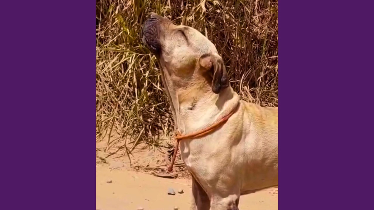 Cachorro Idoso Descartado Mostrava A Dor Do Abandono, At&eacute; Que Isso Aconteceu