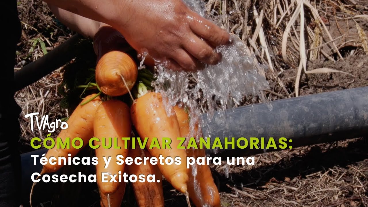 Cómo cultivar zanahorias: Técnicas y Secretos para una Cosecha Exitosa-TvAgro por Juan Gonzalo Angel
