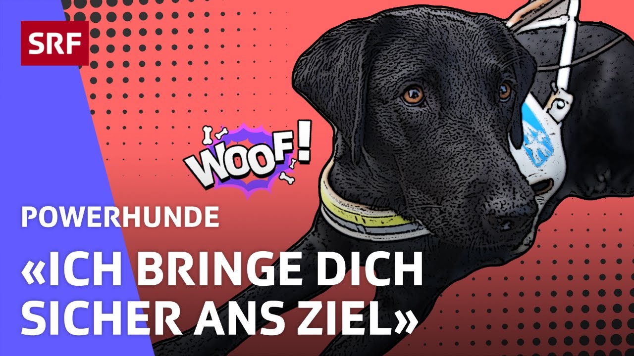 Billie: Blindenführhündin in Ausbildung | Powerhunde | SRF Kids – Kindervideos