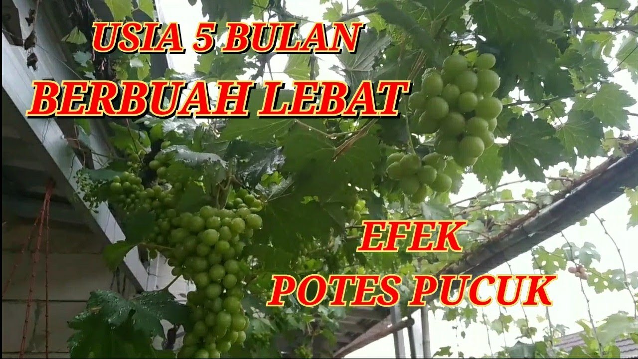 ANGGUR TRANS || 4 BULAN BERBUAH LEBAT