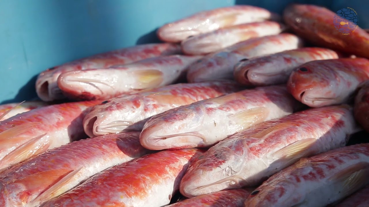 CONOCE LA PESCA EN CARTAGENA  Episodio 03