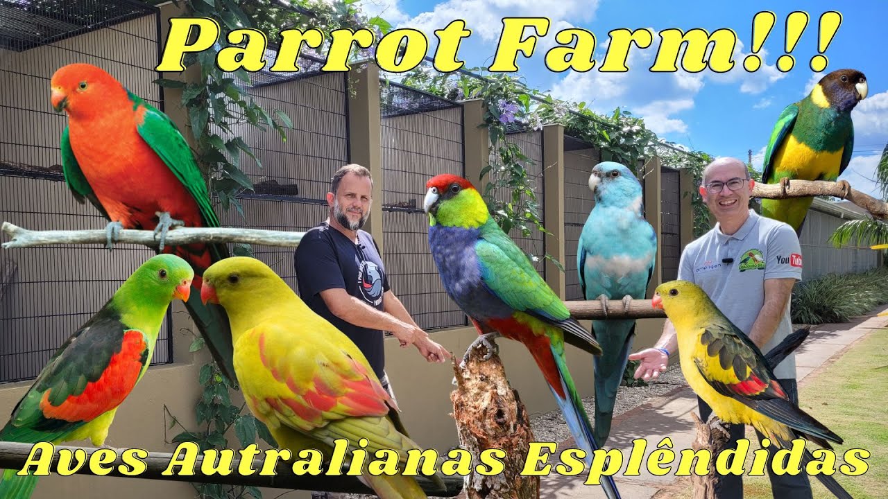 O ESPETÁCULO DO PARROT FARM COM SUAS AVES AUSTRALIANAS!!!