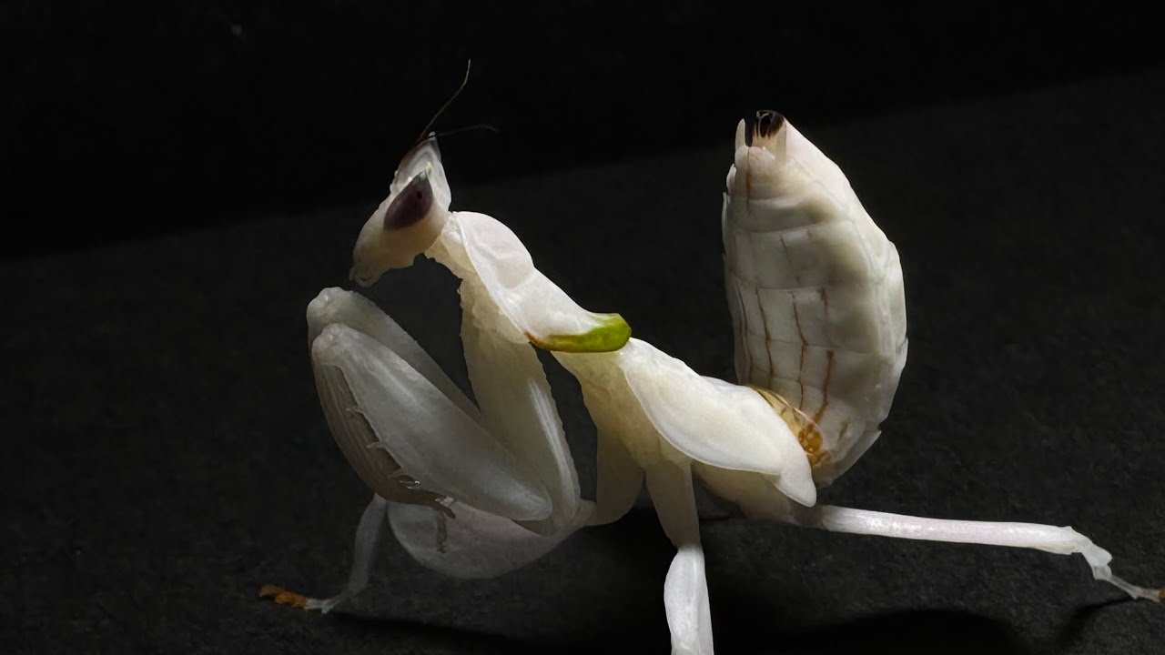 Orchid mantis
