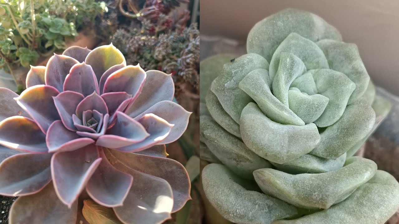 sukulent türleri graptoveria lovely Rose ve echeveria perle nasıl çoğaltılır? #succulent