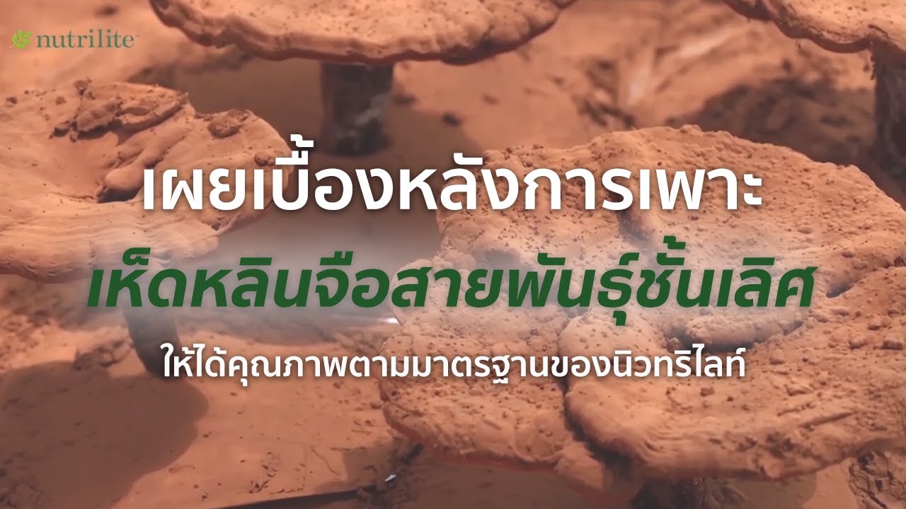 นักวิทยาศาสตร์เผยเบื้องหลังการเพาะ #เห็ดหลินจือ สายพันธ์ุชั้นเลิศให้ได้คุณภาพตามมาตรฐานของนิวทริไลท์