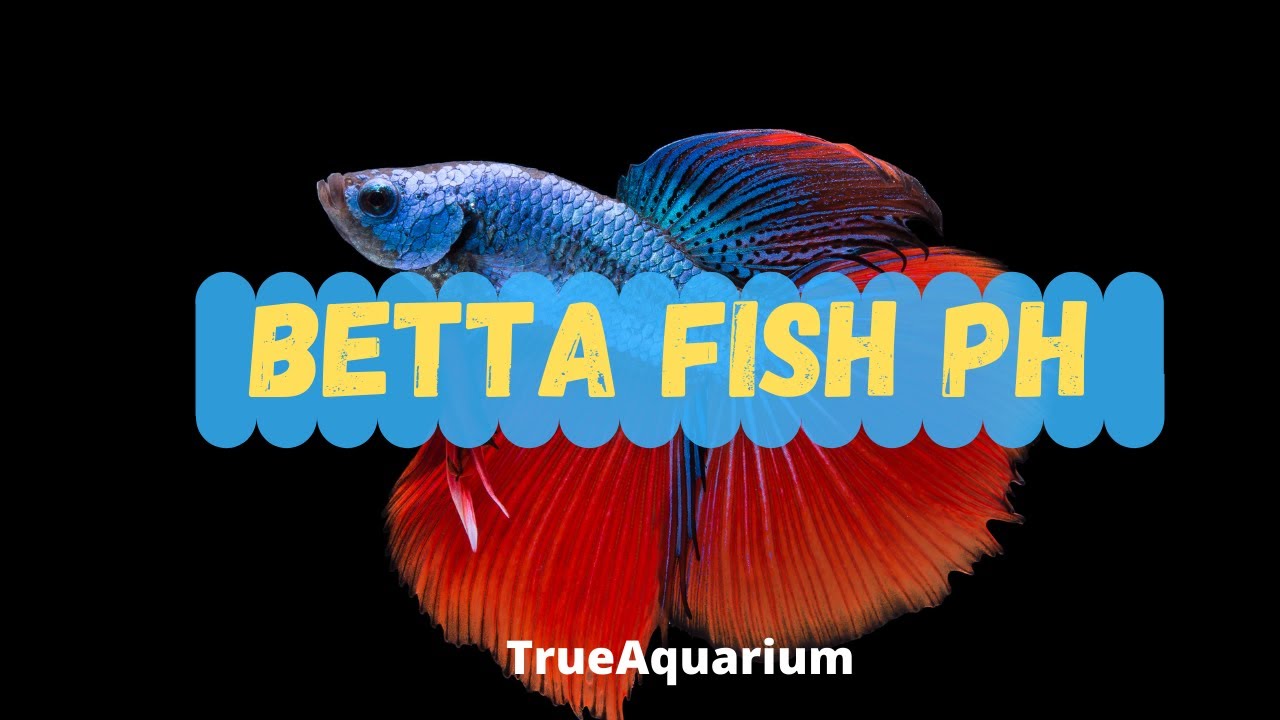 Betta Fish pH - How to Lower the pH of an Aquarium
