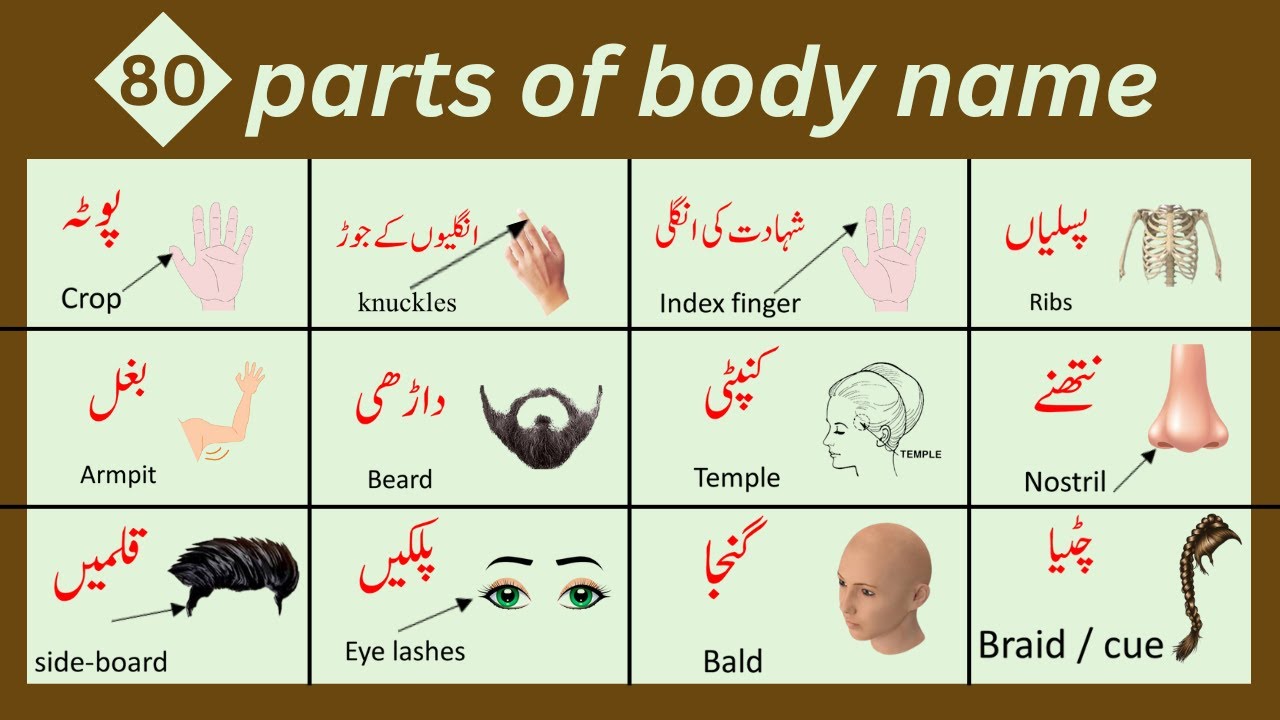 Parts of body in English with Urdu translation | English vocabulary | English Corner