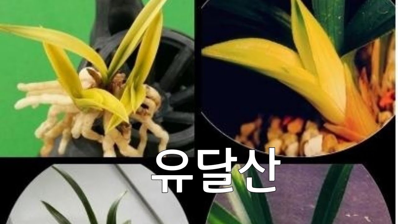 2/21(토요일)유달산.극황중투.단엽.호피반.서반사피10종👍👍