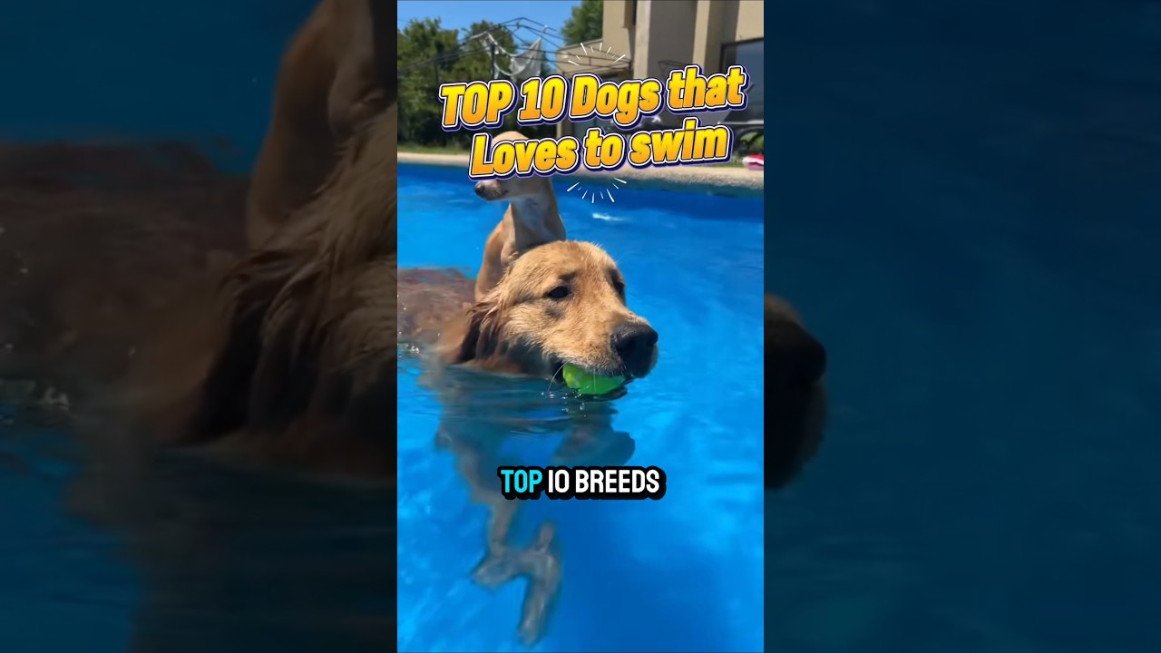 Top 10 Dogs that loves to Swim