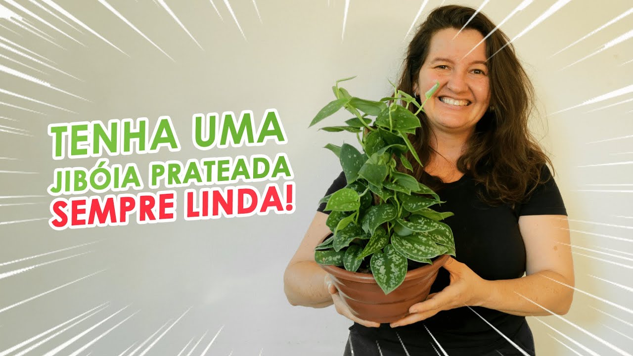 Como ter uma JIBÓIA PRATEADA SEMPRE LINDA