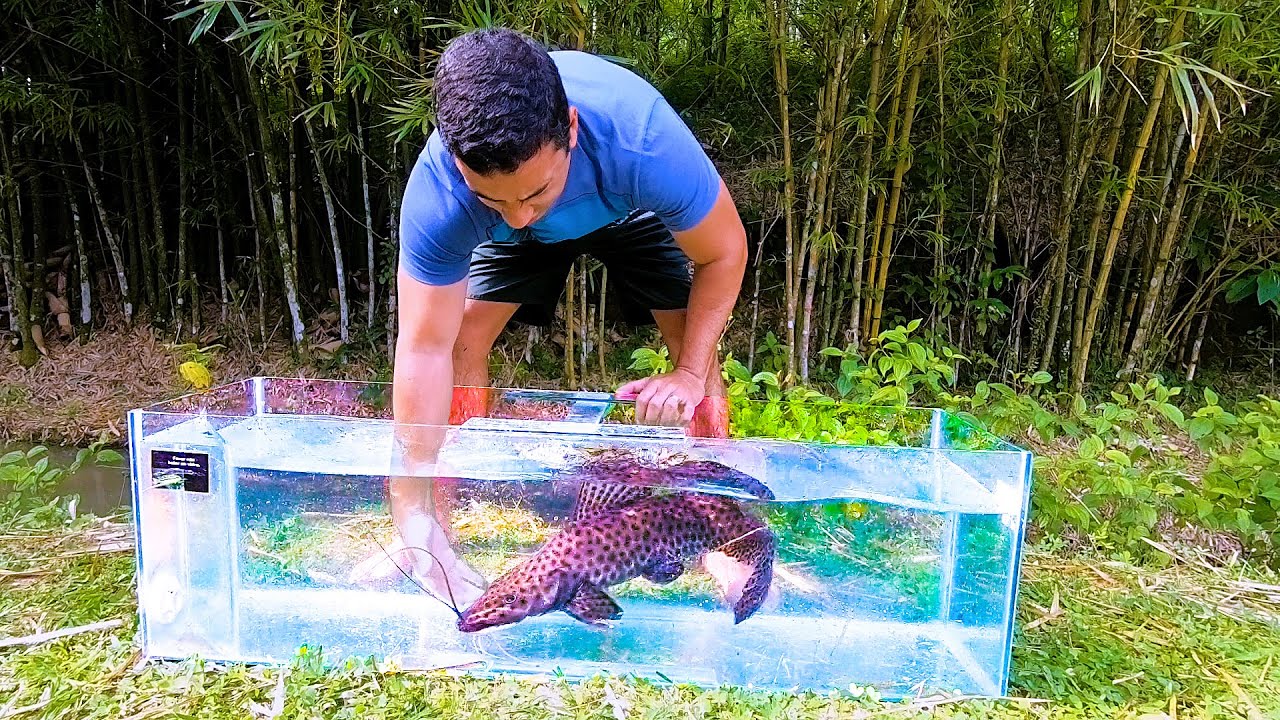 INCRÍVEL COLOCAMOS PEIXE GIGANTE SELVAGEM NO MAIOR AQUÁRIO NATURAL DO MUNDO NO BRASIL
