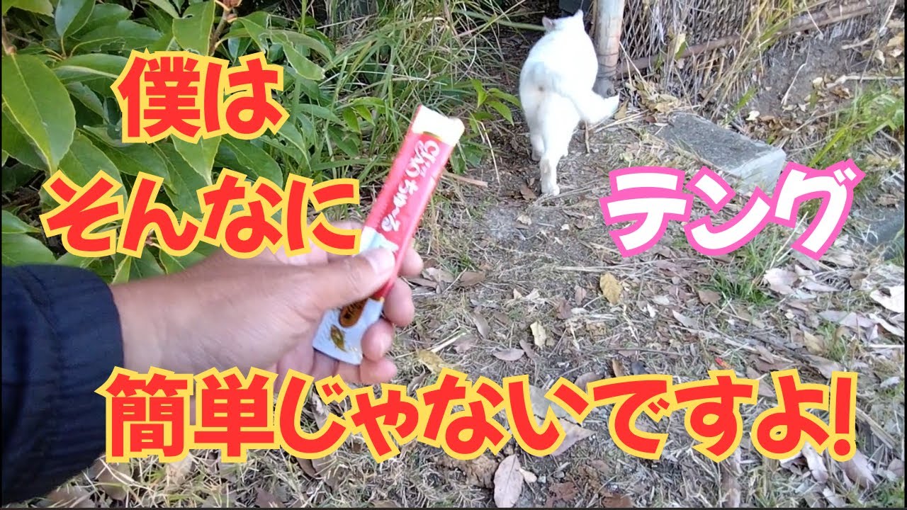 【地域猫】僕はそんなに簡単じゃないですよ！😺11月撮影分のパート９です😺