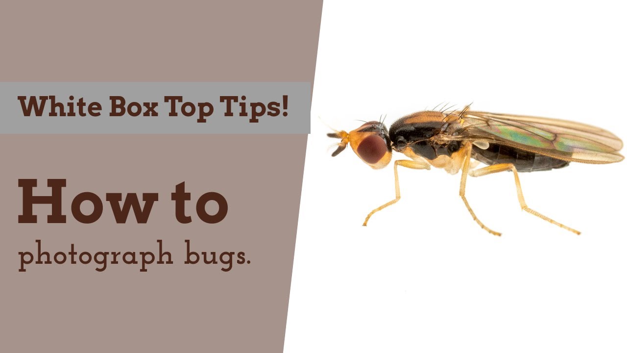 White Box Essentials for Bug Photos