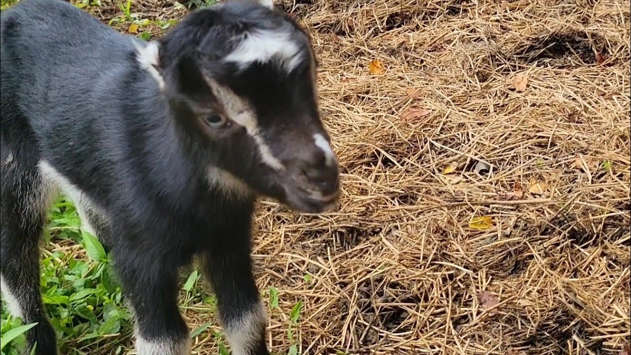 Kidding season || Cutest babies || Dry hollow homestead 
