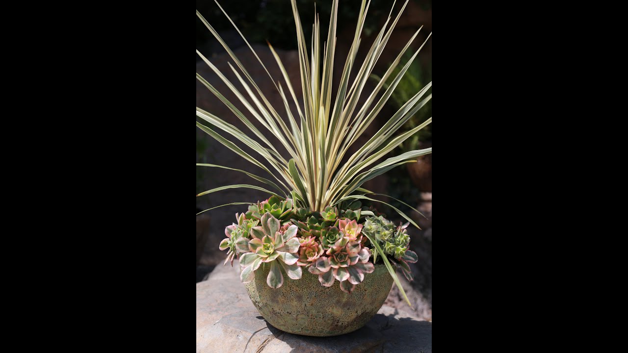 How to Make a Mounded Succulent Container Garden: Debra Lee Baldwin at Roger's Gardens
