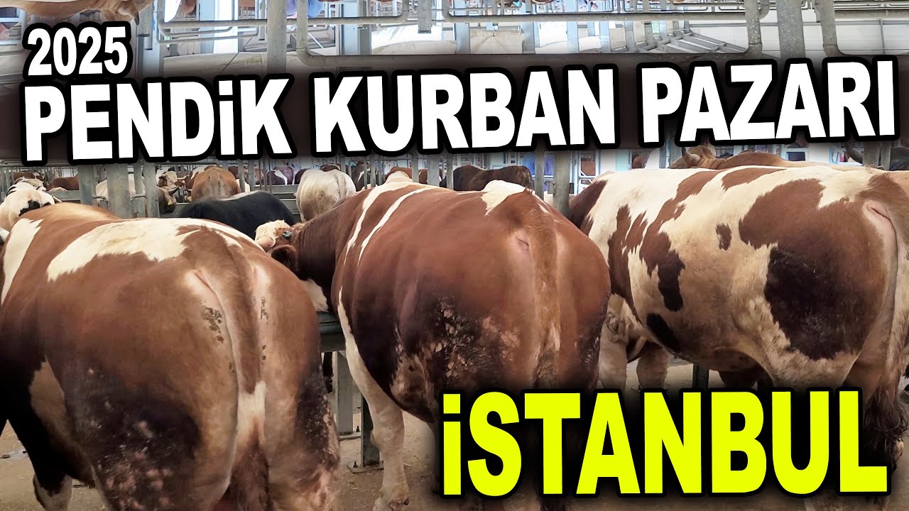 İSTANBUL PENDİK KURNAKÖY KURBAN PAZARI FİYATLARI 2025