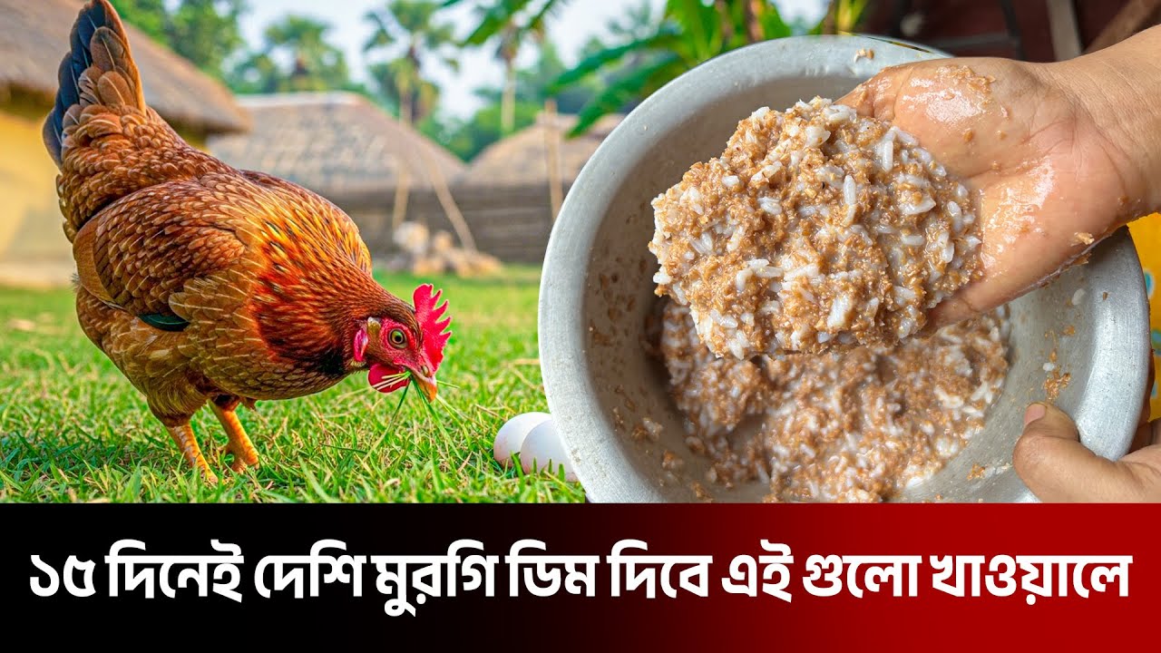 ৪ মাসেই ডিম দিবে দেশি মুরগিকে এই খাবার গুলো খাওয়ালে | দেশি মুরগি পালন