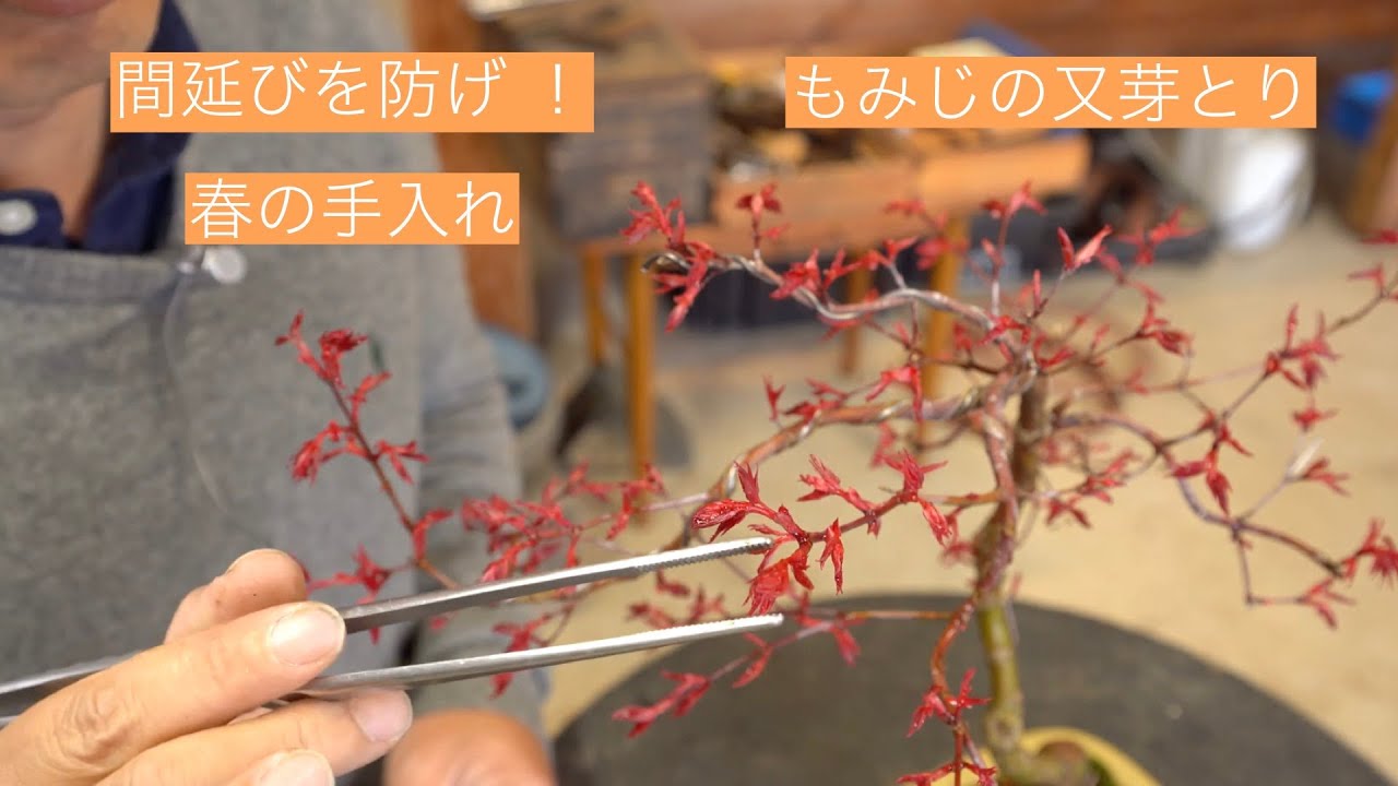 [春の作業] もみじ盆栽の又芽とり  [盆栽・初心者]